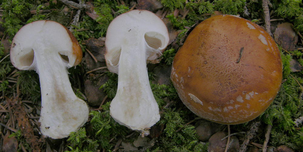 22/7/ boletus calopus.